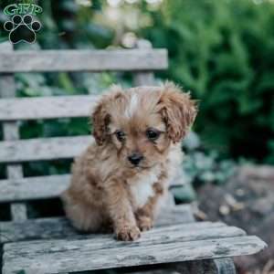 Dolly, Cavapoo Puppy