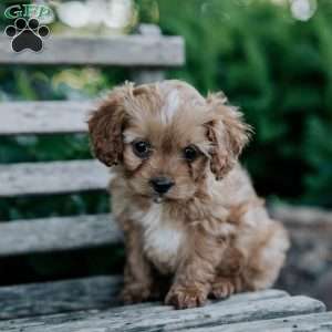 Dolly, Cavapoo Puppy