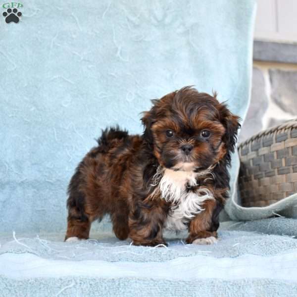 Domino, Shih Tzu Puppy