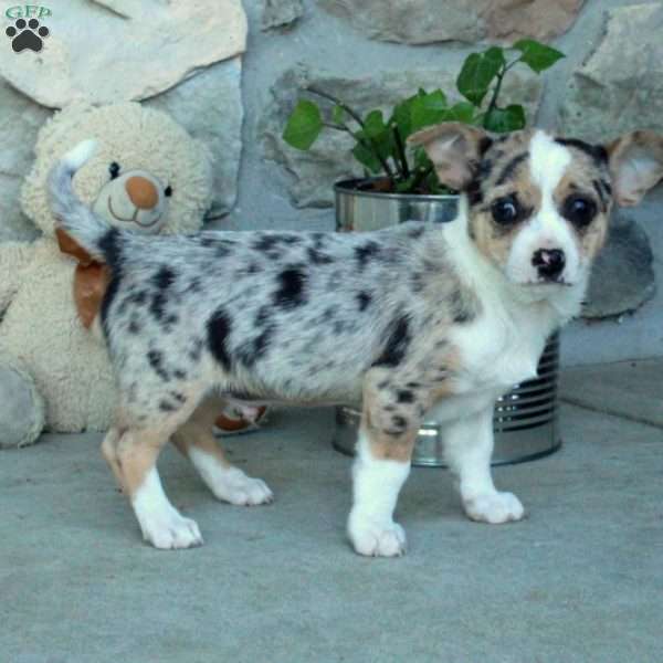 Domino, Chihuahua Puppy