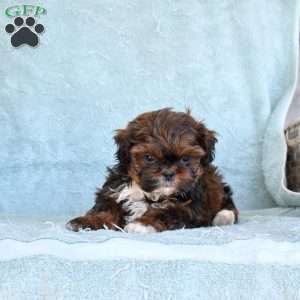 Domino, Shih Tzu Puppy
