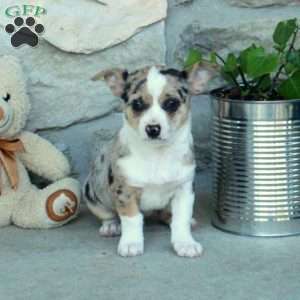 Domino, Chihuahua Puppy