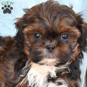 Domino, Shih Tzu Puppy