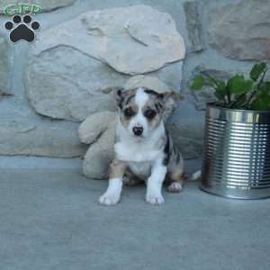Domino, Chihuahua Puppy