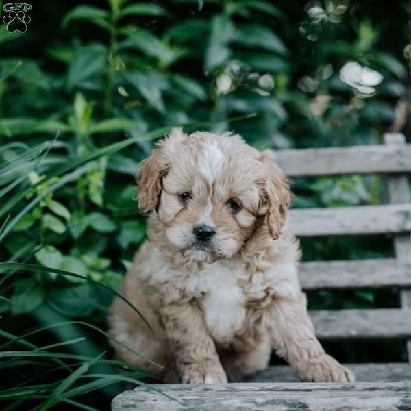 Donny, Cavapoo Puppy