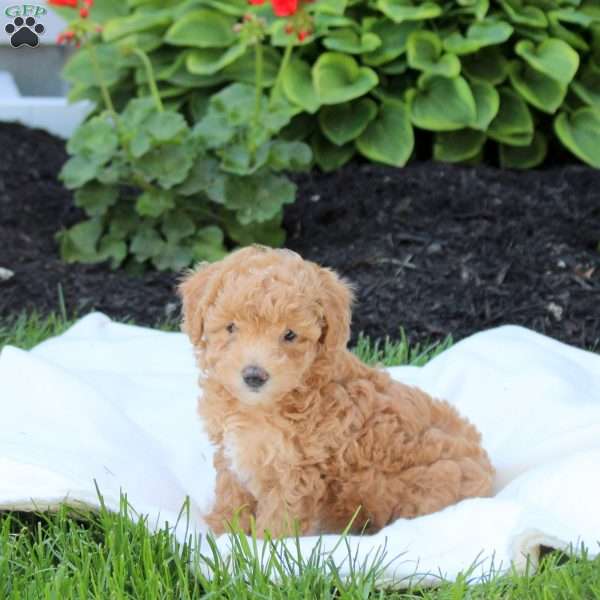 Dora, Miniature Poodle Puppy