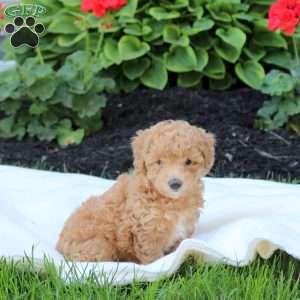 Dora, Miniature Poodle Puppy