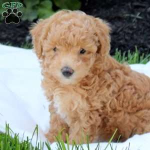 Dora, Miniature Poodle Puppy