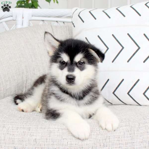 Dori, Alaskan Malamute Puppy