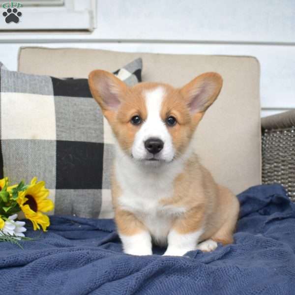 Dozer, Pembroke Welsh Corgi Puppy