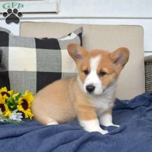 Dozer, Pembroke Welsh Corgi Puppy