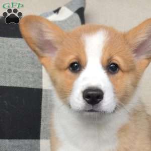 Dozer, Pembroke Welsh Corgi Puppy