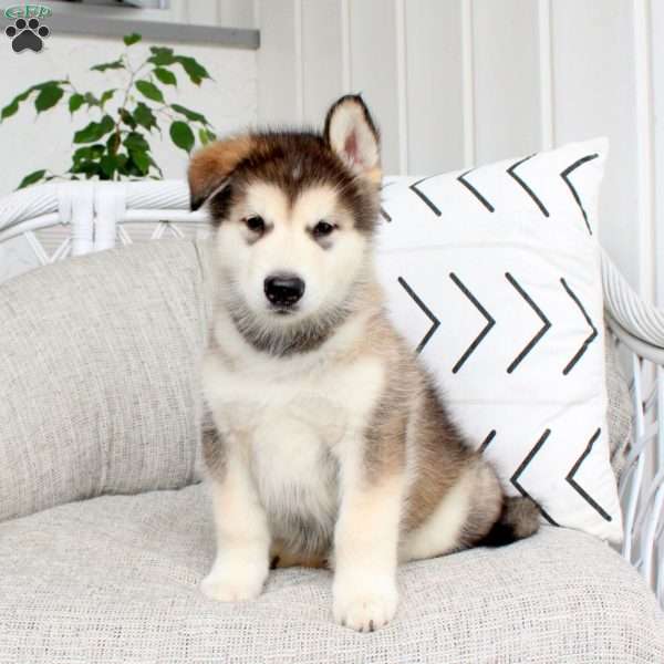 Drago, Alaskan Malamute Puppy