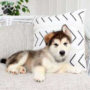 Drago, Alaskan Malamute Puppy