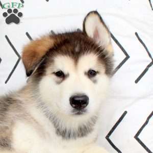 Drago, Alaskan Malamute Puppy