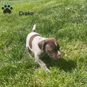 Drake, German Shorthaired Pointer Puppy