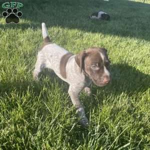 Drake, German Shorthaired Pointer Puppy