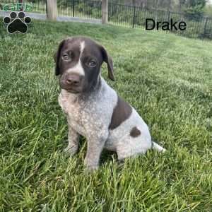Drake, German Shorthaired Pointer Puppy