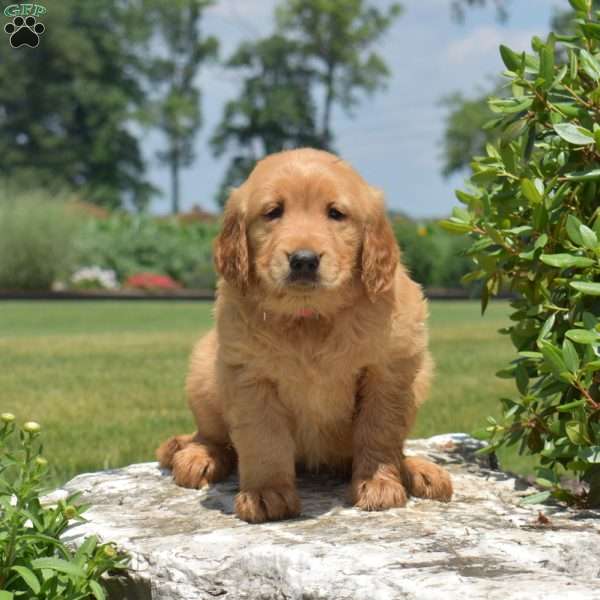 Dream, Golden Retriever Puppy