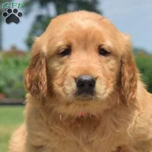 Dream, Golden Retriever Puppy