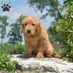 Dream, Golden Retriever Puppy