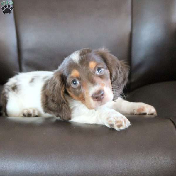 Drew, Dachshund Puppy