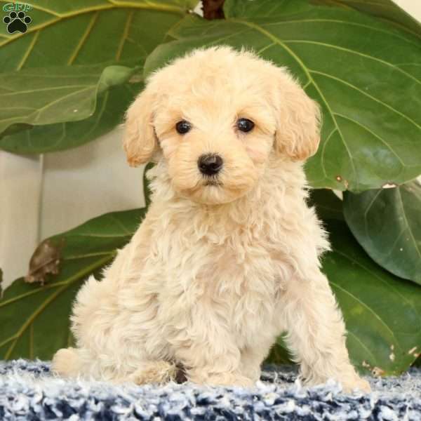 Drew, Havapoo Puppy