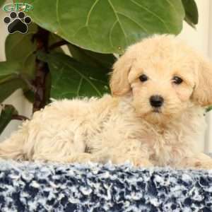 Drew, Havapoo Puppy