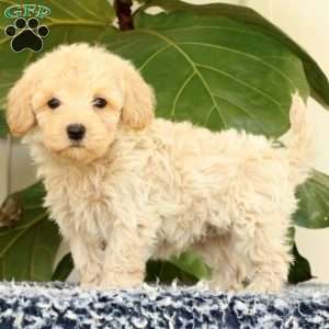 Drew, Havapoo Puppy