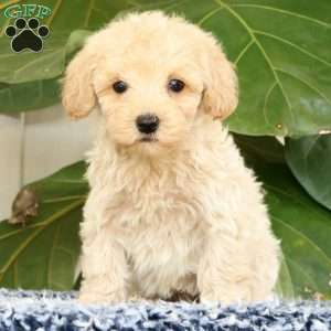 Drew, Havapoo Puppy