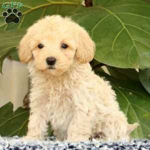 Drew, Havapoo Puppy