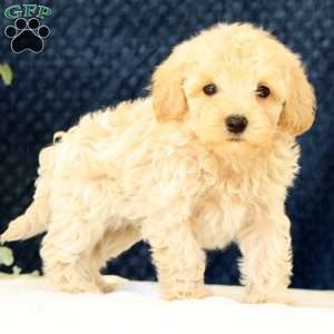 Drew, Havapoo Puppy