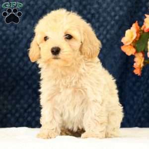 Drew, Havapoo Puppy