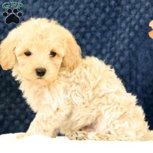 Drew, Havapoo Puppy
