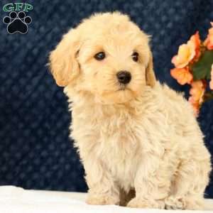 Drew, Havapoo Puppy