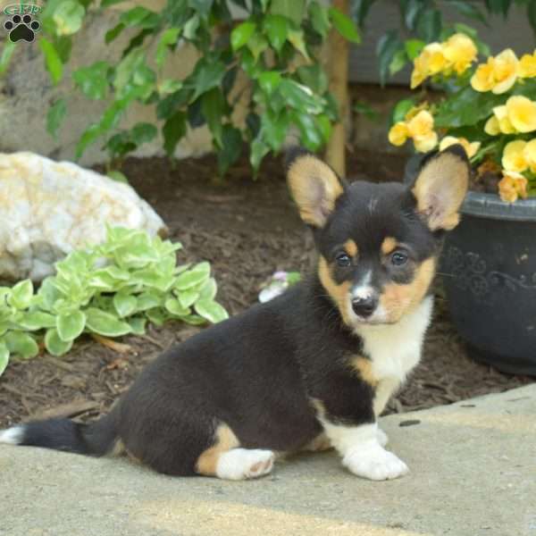 Drifter, Pembroke Welsh Corgi Puppy