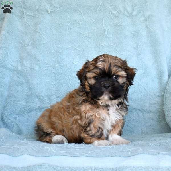 Drifter, Shih Tzu Puppy