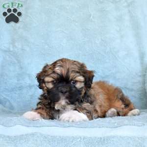 Drifter, Shih Tzu Puppy