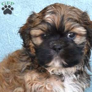 Drifter, Shih Tzu Puppy