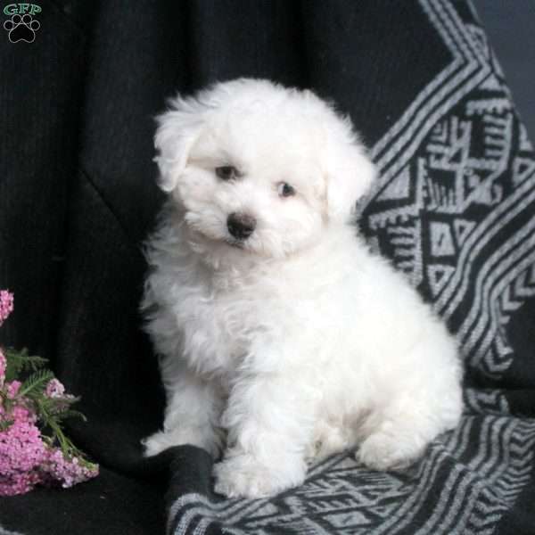 Duffy, Bichon Frise Puppy