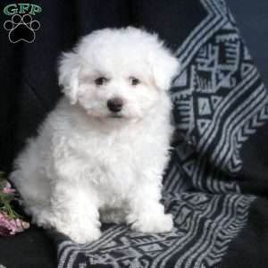 Duffy, Bichon Frise Puppy