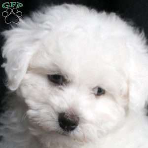 Duffy, Bichon Frise Puppy