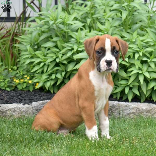 Duke, Boxer Puppy