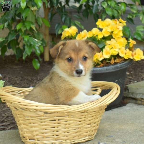 Dusty, Pembroke Welsh Corgi Puppy