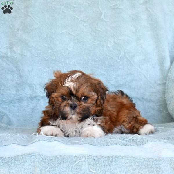 Dusty, Shih Tzu Puppy