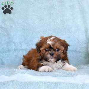 Dusty, Shih Tzu Puppy
