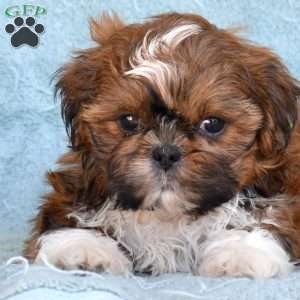 Dusty, Shih Tzu Puppy