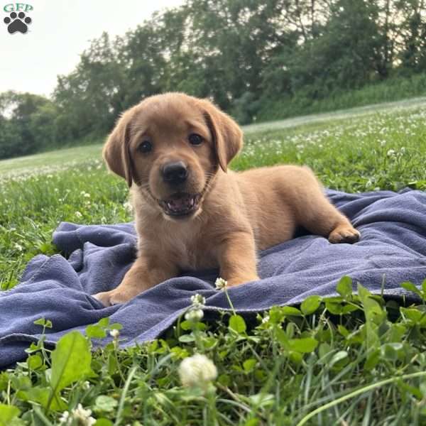 Dusty, Fox Red Labrador Retriever Puppy