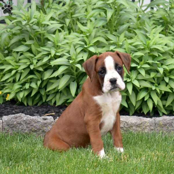 Dutchess, Boxer Puppy
