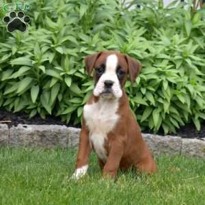 Dutchess, Boxer Puppy